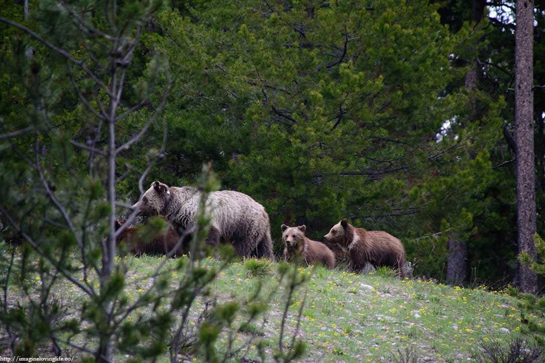 mommy bear and baby bear cubs